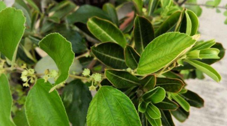 Tahukah Kamu Daun Bidara Ternyata Memiliki Manfaat Dari Kecantikan Hingga Kesehatan Headline Co Id