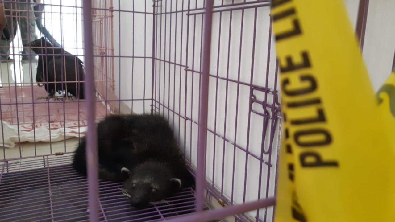 Barang bukti yang diamankan oleh Ditreskrimsus Polda DIY kasus jual beli satwa dilindungi