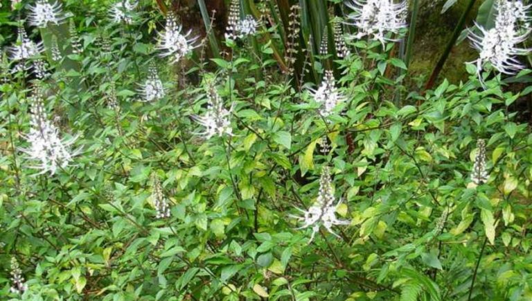 Khasiat dan Manfaat Kumis Kucing Untuk Obat Berbagai Macam Penyakit