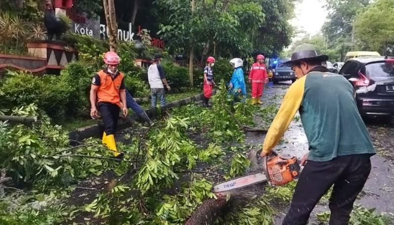 BPBD Temanggung sedang mengeksekusi pohon tumbang