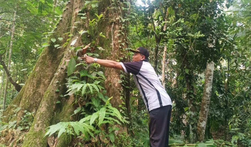 Pohon Durian Kaligesing