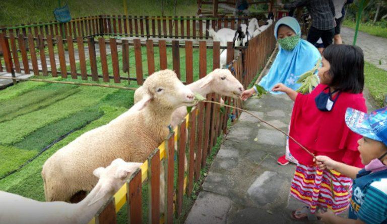 Alamat, Fasilitas dan Harga Tiket Masuk Mini Zoo Jogja Exotarium