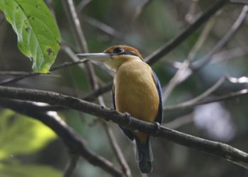 Harga Tiket Masuk Taman Wisata Alam Kerandangan Lombok