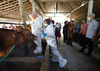 Antisipasi Penyebaran Antraks