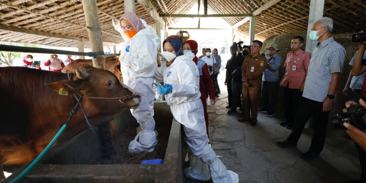 Antisipasi Penyebaran Antraks