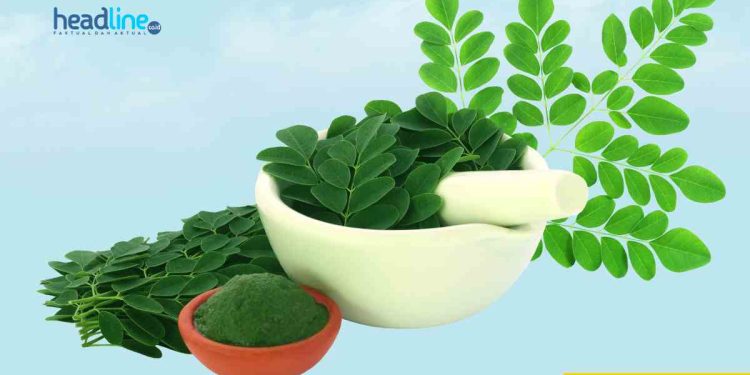 1000 manfaat daun kelor untuk Kesehatan