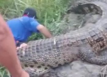 Buaya 3 meter ditangkap lalu ditebas warga di Mamuju Tengah usai menerkam pria bernama I Wayan Jana