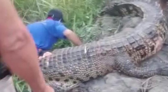 Buaya 3 meter ditangkap lalu ditebas warga di Mamuju Tengah usai menerkam pria bernama I Wayan Jana