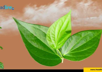 manfaat daun sirih untuk wanita