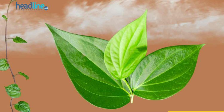 manfaat daun sirih untuk wanita