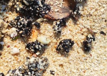 Penampakan gumpalan hitam di pinggir Pantai Slili dan Krakal Kabupaten Gunungkidul