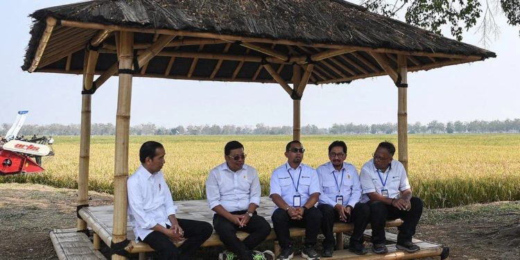 presiden jokowi meninjau panen padi di subang