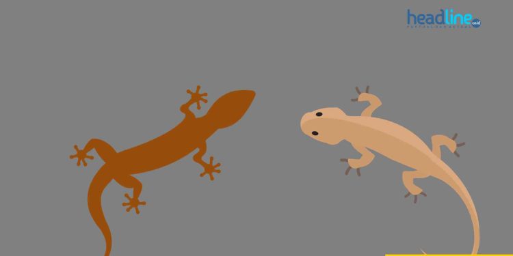 Cara Ampuh Membasmi Cicak di Rumah