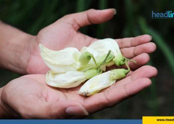 Download Lagu turi-Turi Putih Habib Syech