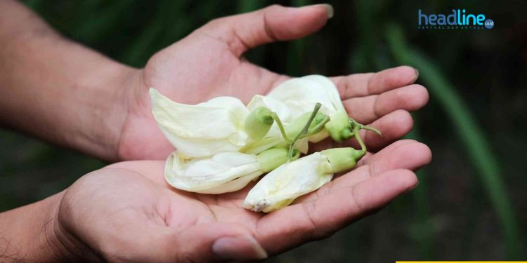 Download Lagu turi-Turi Putih Habib Syech