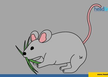 cara mengusir tikus yang membandel di rumah