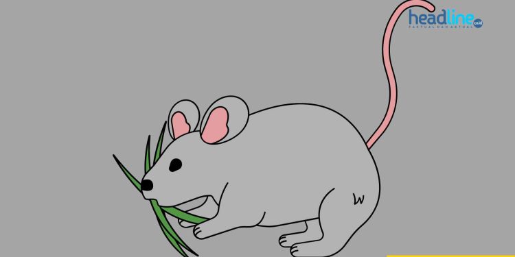 cara mengusir tikus yang membandel di rumah