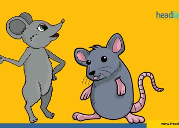 cara mengusir tikus yang membandel di rumah