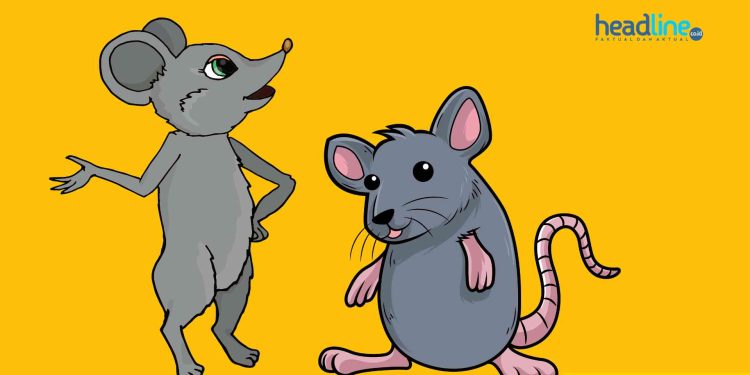 cara mengusir tikus yang membandel di rumah