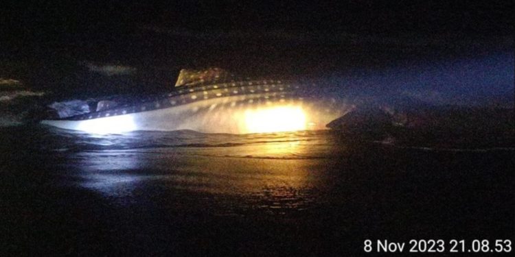 hiu tutul yang ditemukan mati di pesisir selatan wilayah Kalurahan Garongan, Kapanewon Wates, Kulon Progo,