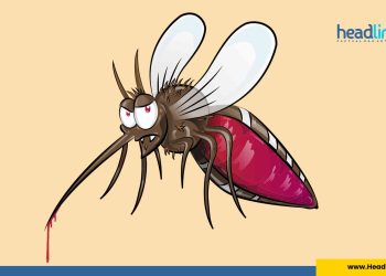 obat herbal demam berdarah