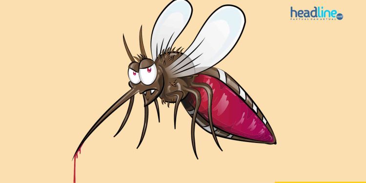 obat herbal demam berdarah