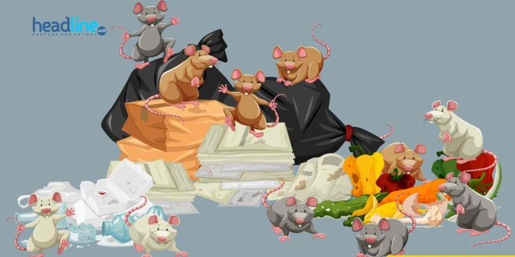 Foto Ilustrasi Tikus pada Tumpukan Sampah
