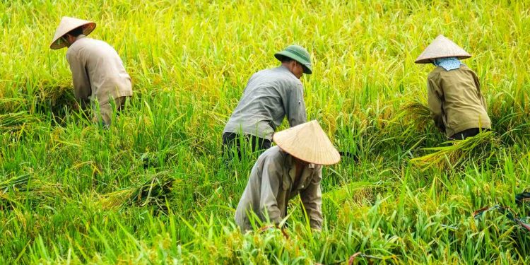 Ilustrasi Gambar Petani