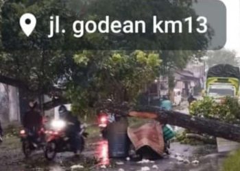 Pengendara Motor Tewas Tertimpa Pohon di Jalan Godean KM 13
