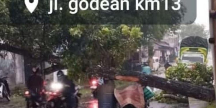 Pengendara Motor Tewas Tertimpa Pohon di Jalan Godean KM 13