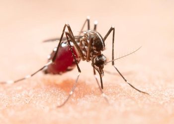 Ilustrasi gambar nyamuk