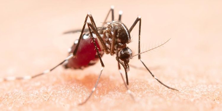 Ilustrasi gambar nyamuk