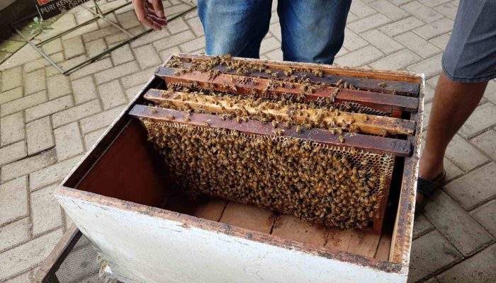 Harga Tiket Masuk Wisata Petik Madu