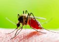 Ilustrasi Nyamuk Demam Berdarah
