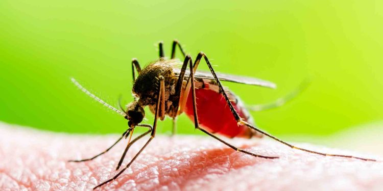 Ilustrasi Nyamuk Demam Berdarah
