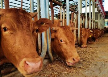 Ilustrasi Penipuan Hewan Qurban