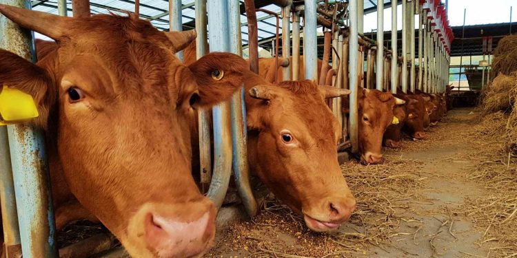 Ilustrasi Penipuan Hewan Qurban