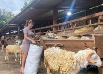 Suasana di tempat penjualan kambing milik Adi Karnadi (31) yang menggunakan SPG di Godegan RT 10, Tamantirto, Kasihan