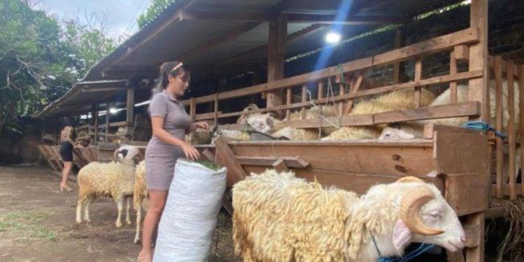 Suasana di tempat penjualan kambing milik Adi Karnadi (31) yang menggunakan SPG di Godegan RT 10, Tamantirto, Kasihan