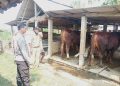 Pihak Kepolisian Melakukan Peningkatan Kewaspadaan Hewan Ternak