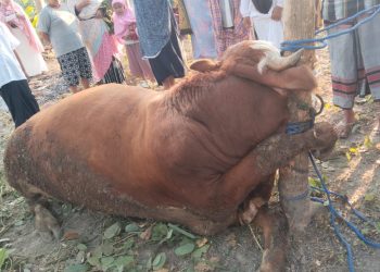 Kondisi sapi kurban yang ditemukan mati terlilit tali tambang