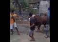 Korban Saat Mengambil Sapi Yang Dibelinya Untuk Dibawa Pulang