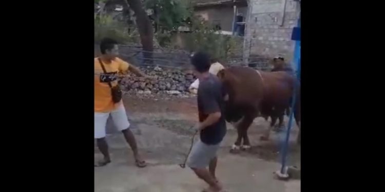 Korban Saat Mengambil Sapi Yang Dibelinya Untuk Dibawa Pulang