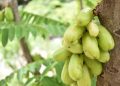 Manfaat belimbing Wuluh untuk Kecantikan