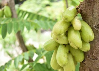 Manfaat belimbing Wuluh untuk Kecantikan