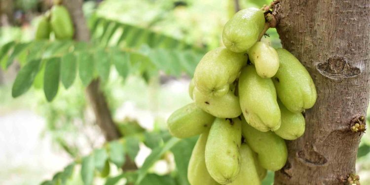 Manfaat belimbing Wuluh untuk Kecantikan