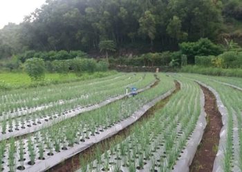 Petani Bawang Merah di Kabupaten Gunungkidul