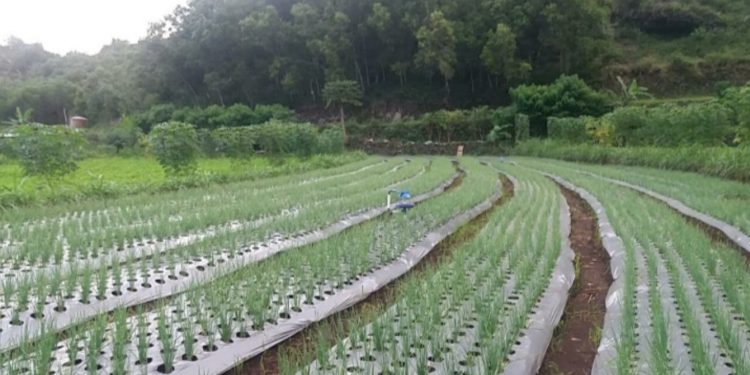 Petani Bawang Merah di Kabupaten Gunungkidul