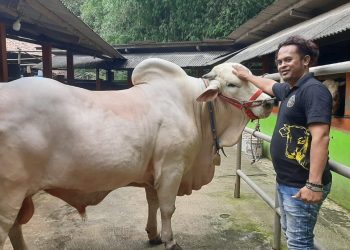 Presiden RI Joko Widodo membeli sapi untuk disembelih pada perayaan Idul Adha 1445 Hijriah dari peternak sapi di wilayah Pedukuhan Depok Kelurahan Wonolelo Kecamatan Pleret Kabupaten Bantul