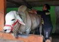 Sapi Kurban Presiden Jokowi dibeli dari Bantul Jogja